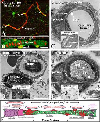 Editorial: The role of pericytes in physiology and pathophysiology